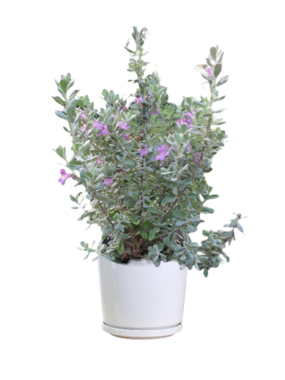 Purple sage